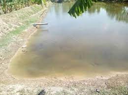 পতিত পুকুরে মৎস্য চাষ করে ঘুরে দাঁড়ায় রেশাদ